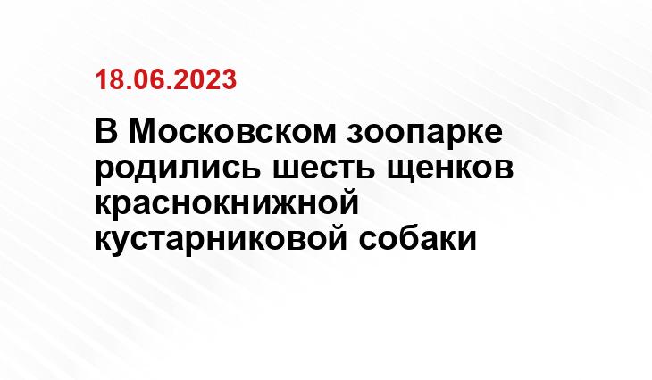 В Московском зоопарке родились шесть щенков краснокнижной кустарниковой собаки