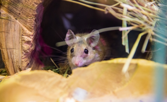 Мыши метят территорию, а вы страдаете: как убрать стойкий запах раз и навсегда Мыши метят территорию, а вы страдаете: как убрать стойкий запах раз и навсегда