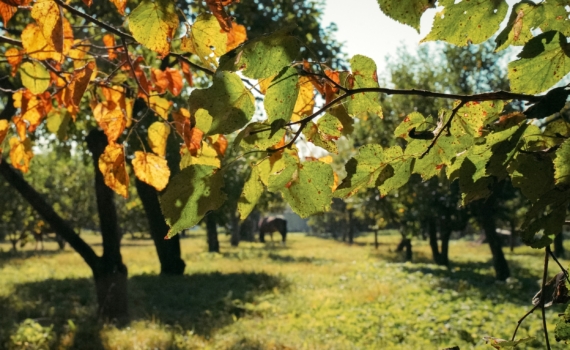 Слива из косточки: как вырастить дерево — это нужно делать с осени. Пошаговый план операции саженец