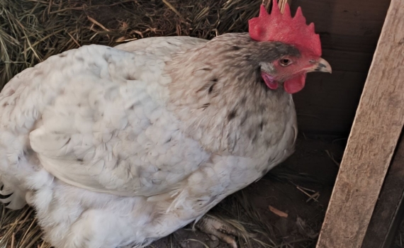 Одни куры несутся как конвейер, а другие — через раз: меню в апреле превратит яйцекладку в марафон Одни куры несутся как конвейер, а другие — через раз: меню в апреле превратит яйцекладку в марафон