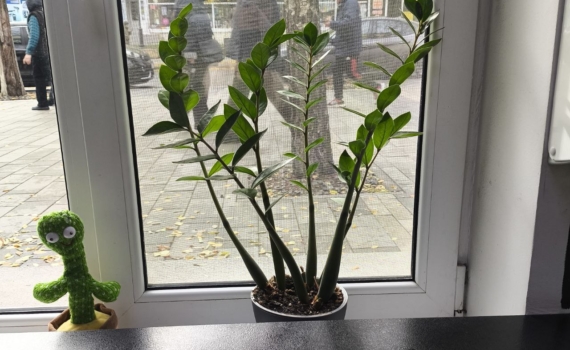 Замиокулькас — не «неубиваемое» растение: 5 правил ухода, о которых молчат продавцы Замиокулькас — не «неубиваемое» растение: 5 правил ухода, о которых молчат продавцы